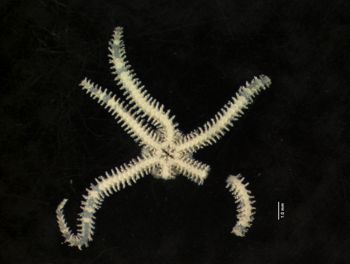 Media type: image; Invertebrate Zoology OPH-4149   Description: dry specimen;